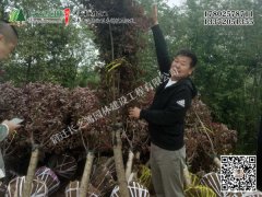 美人梅發(fā)貨湖北武漢裝車(chē)現(xiàn)場(chǎng)