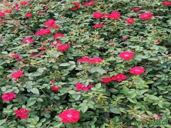 豐花月季