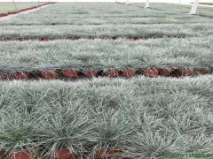 藍(lán)羊茅
