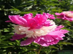 芍藥