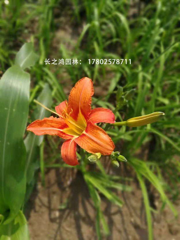 大花萱草的播種方法都有哪些？