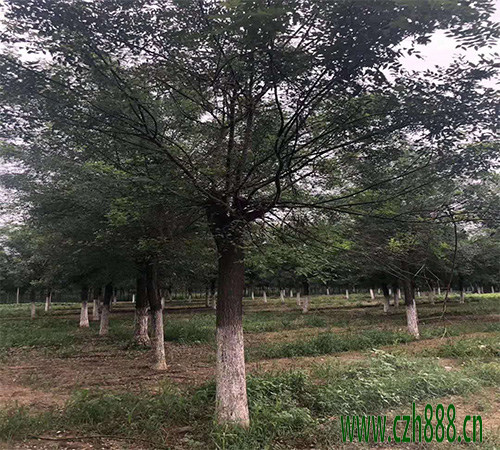 國(guó)槐什么時(shí)候種植比較好？