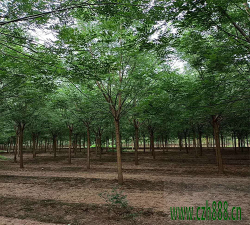 國(guó)槐什么時(shí)候種植比較好？