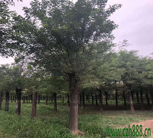 國(guó)槐什么時(shí)候種植比較好？