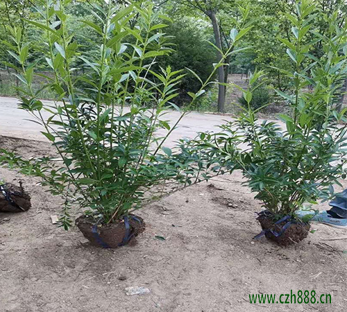 連翹幾月份種植最好 培育連翹的注意事項