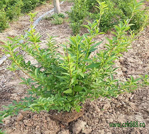 連翹幾月份種植最好 培育連翹的注意事項