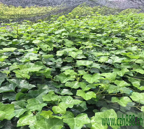 常青藤盆栽怎么養(yǎng) 常青藤的飼養(yǎng)方法和注意事項(xiàng)
