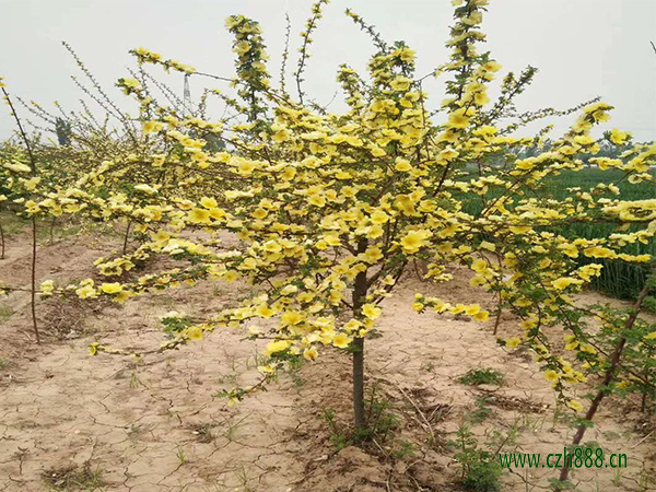 黃刺玫是什么植物？ 黃刺玫的養護妙招