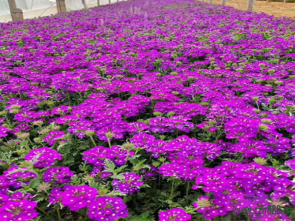 荷蘭菊的花期時間介紹,一起來看看荷蘭菊什么時候開花