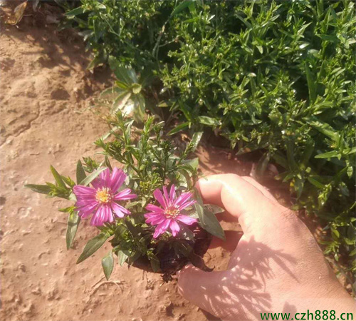 荷蘭菊的養殖方法介紹，荷蘭菊養殖要注意哪些細節
