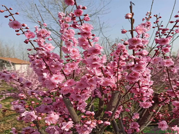榆葉梅一年中什么時候開花?