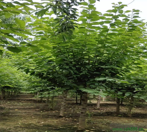 榆葉梅的品種都有哪些?