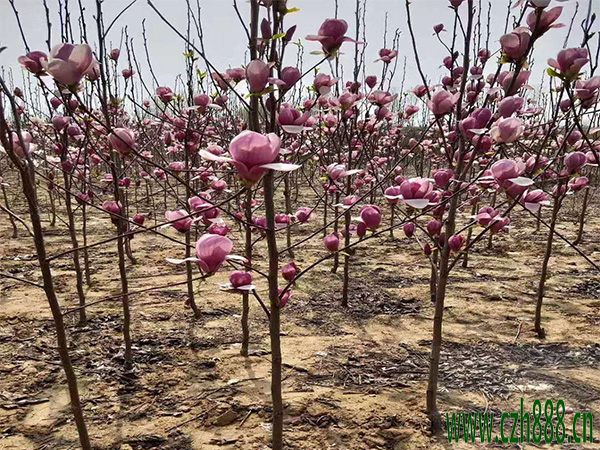 紫玉蘭樹有哪些形態(tài)特征？