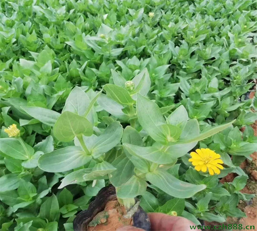百日草的養護方法 百日草病蟲害防治方法