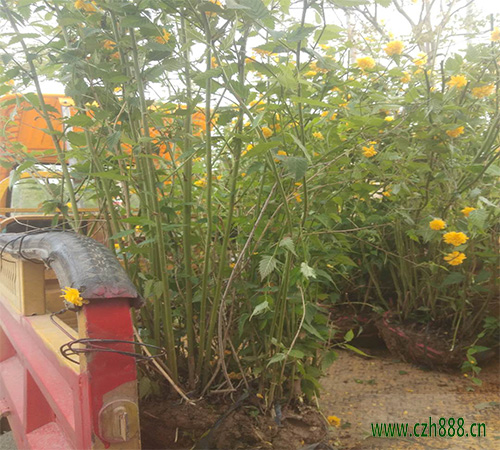 養(yǎng)植棣棠的注意事項有哪些？ 棣棠澆水要分季節(jié)
