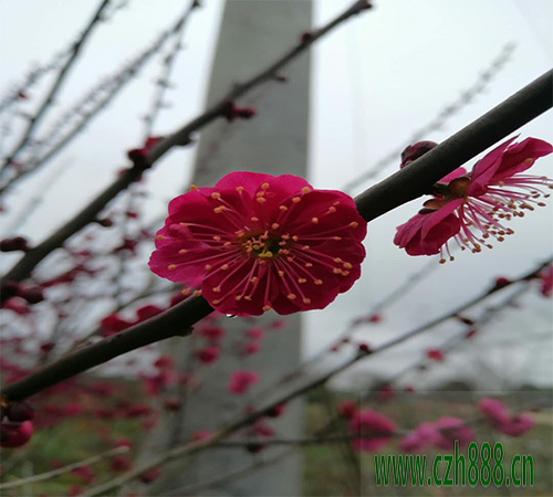 紅梅適合在哪里種植？ 紅梅的日常養護
