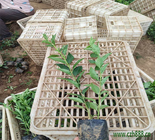 連翹怎么種植？連翹的種植技術分享