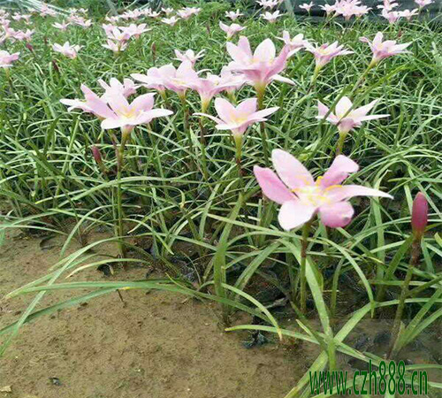 蔥蘭該怎么養植? 家庭種植蔥蘭的小竅門