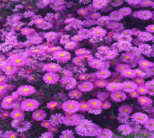 荷蘭菊如何養殖？一起來看看