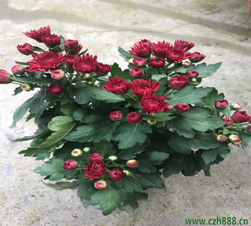 荷蘭菊的種植方法有哪些？荷蘭菊養護介紹