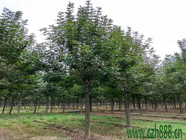 白蠟的基本特征 白蠟的培育要點有哪些？