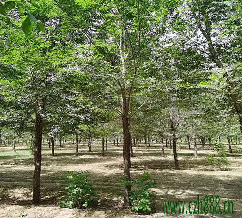 白榆種子如何育苗?白榆育苗方法詳細(xì)介紹