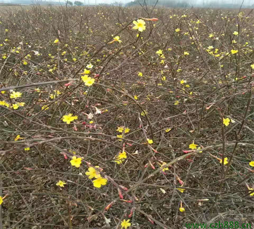 你知道迎春花有毒嗎？ 迎春花毒性大不大？