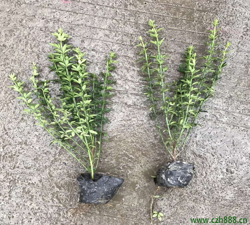 你知道迎春花有毒嗎？ 迎春花毒性大不大？