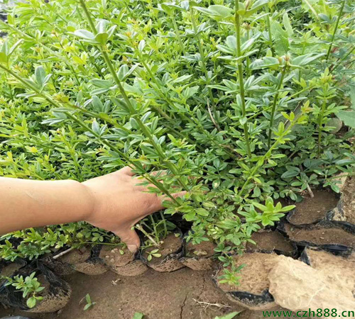 你知道迎春花有毒嗎？ 迎春花毒性大不大？