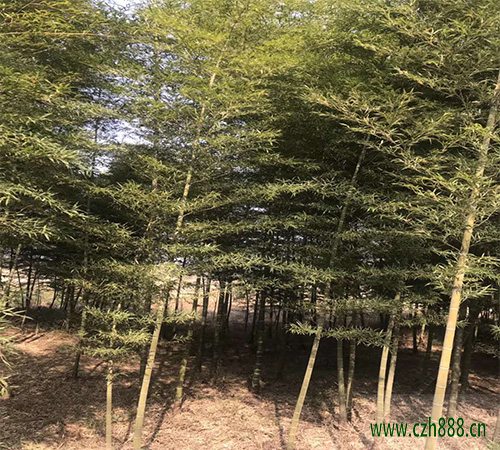 毛竹的養植方法和注意事項 毛竹種植時種子如何選擇?
