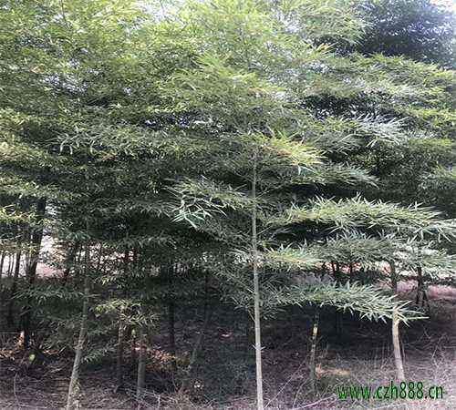 毛竹的養植方法和注意事項 毛竹種植時種子如何選擇?