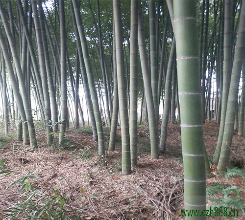 毛竹的養植方法和注意事項 毛竹種植時種子如何選擇?