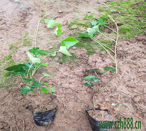常青藤一般開花是什么時(shí)候？對(duì)溫度有什么要求