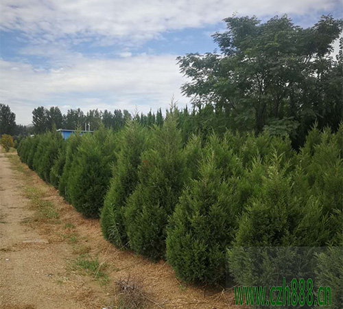 塔柏的種植方法  塔柏種植的注意事項