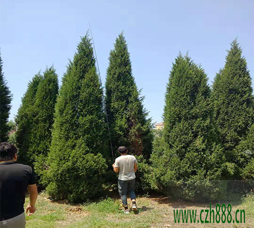 塔柏的種植方法  塔柏種植的注意事項