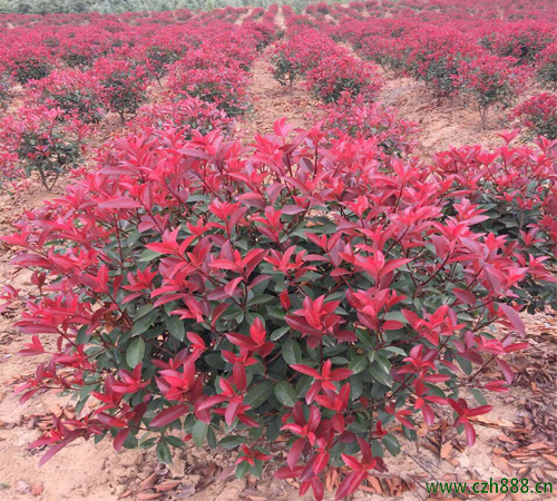 紅葉石楠會(huì)不會(huì)開(kāi)花?一起來(lái)看看