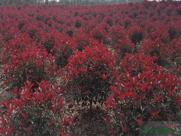 紅葉石楠會(huì)不會(huì)開(kāi)花?一起來(lái)看看