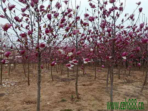 紫玉蘭的開花時間 紫玉蘭的開花受哪些因素影響?