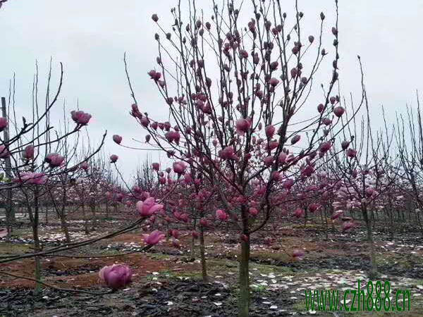 紫玉蘭的開花時間 紫玉蘭的開花受哪些因素影響?
