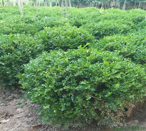 小葉黃楊如何移栽? 小葉黃楊移栽要留心哪幾點?
