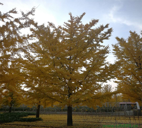 銀杏樹一般幾年開花結果?一起來看看